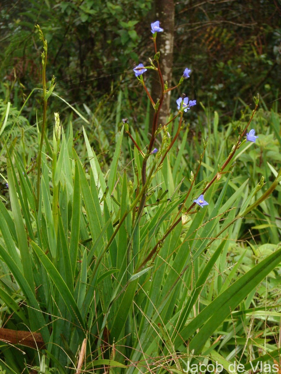 Aristea ecklonii Baker